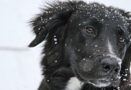 Proteggere i cani dal freddo, ecco come 